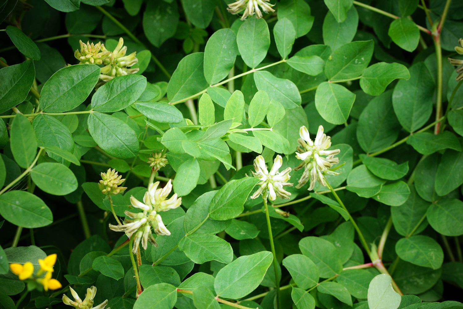 licorice seeds plant Wild Licorice (Glycyrrhiza lepidota Pursh, Fabaceae) American Licorice – Bumbleseeds