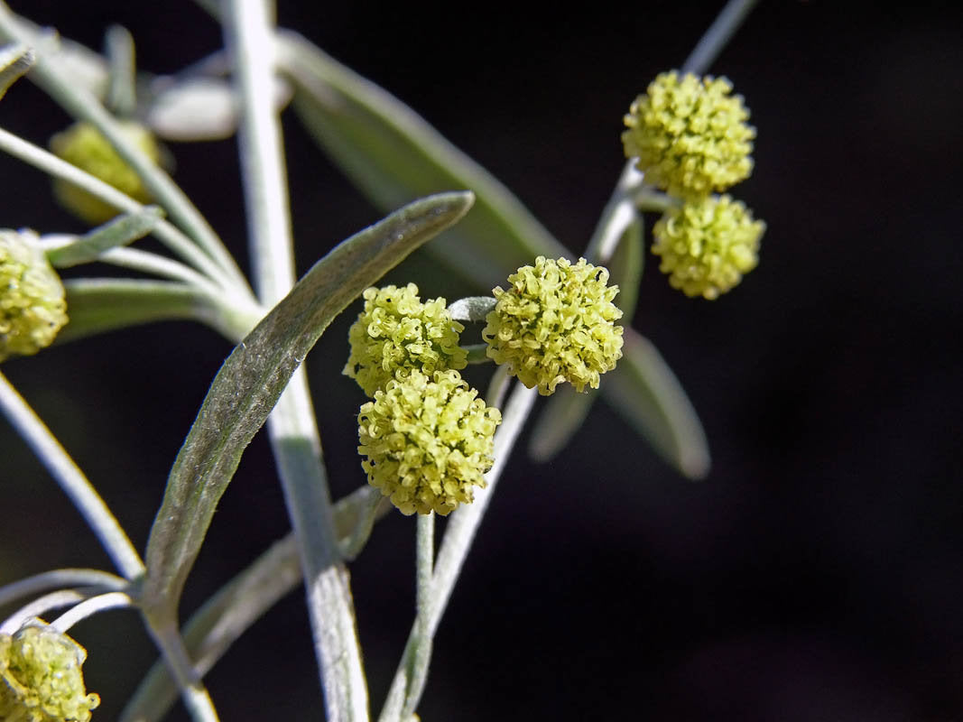 2000 Semi Assenzio Maggiore Artemisia Absinthium Wormwood Absinthe - Foto 3