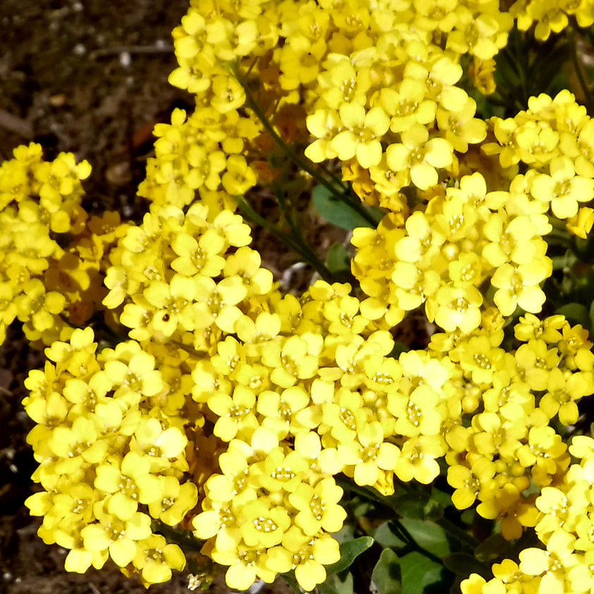 Alyssum Yellow (Aurinia saxatilis) Sweet Alison Basket Of Gold Alyss