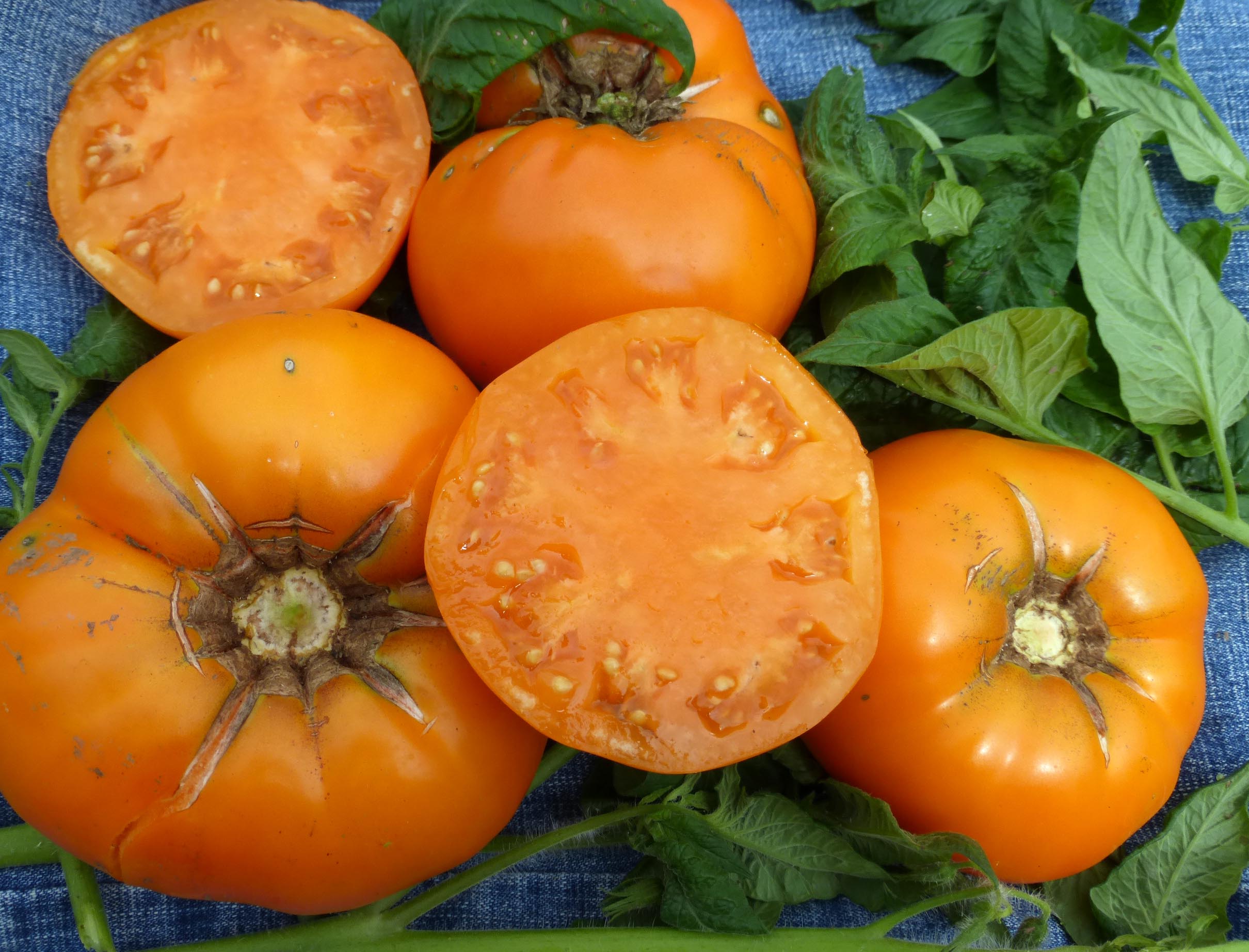 Tomato - Brandywine Black seeds - Heirloom Seeds Canada