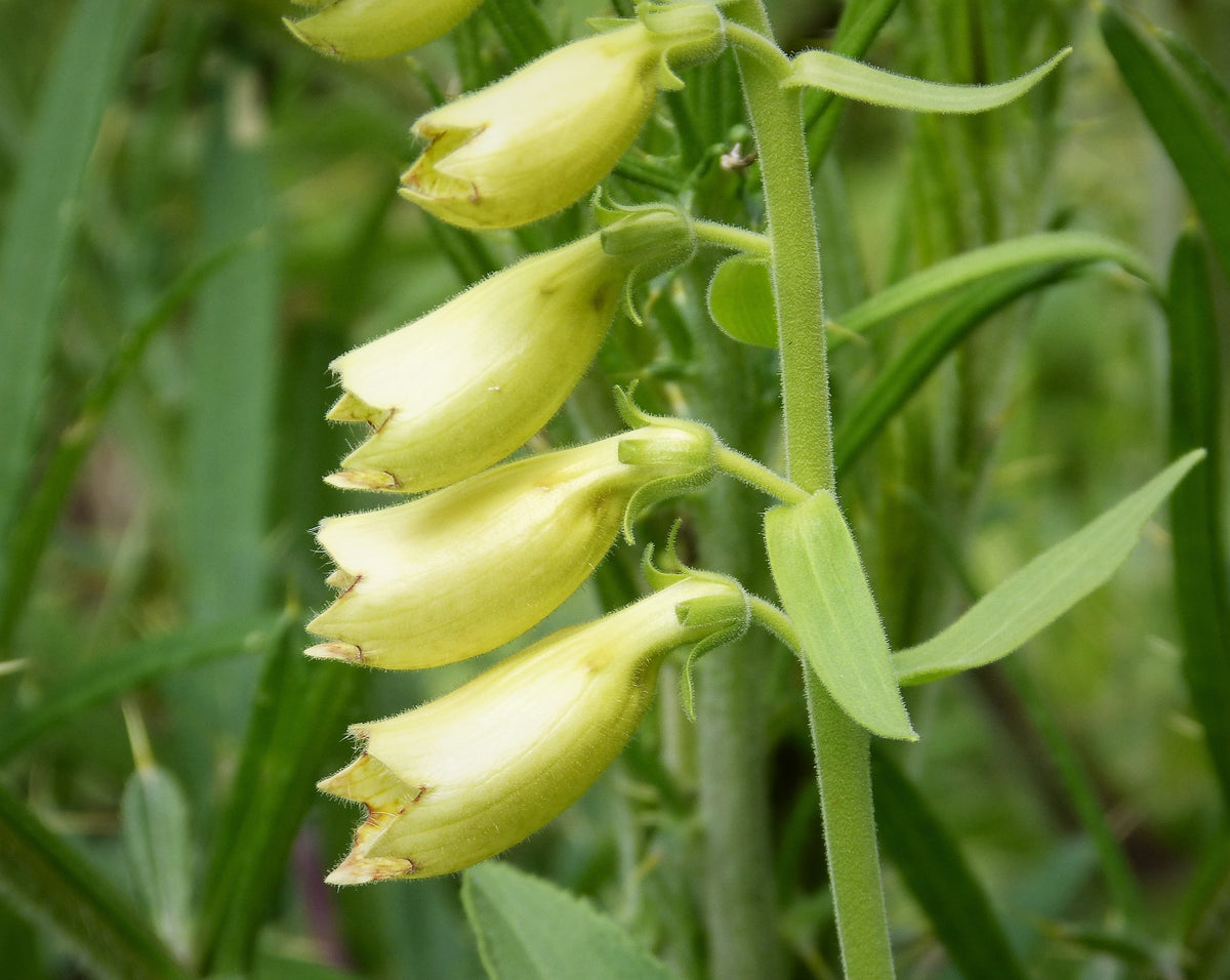 Foxglove Yellow (Digitalis lutea) Yellow Open Pollinated Foxgloves F Bumbleseeds