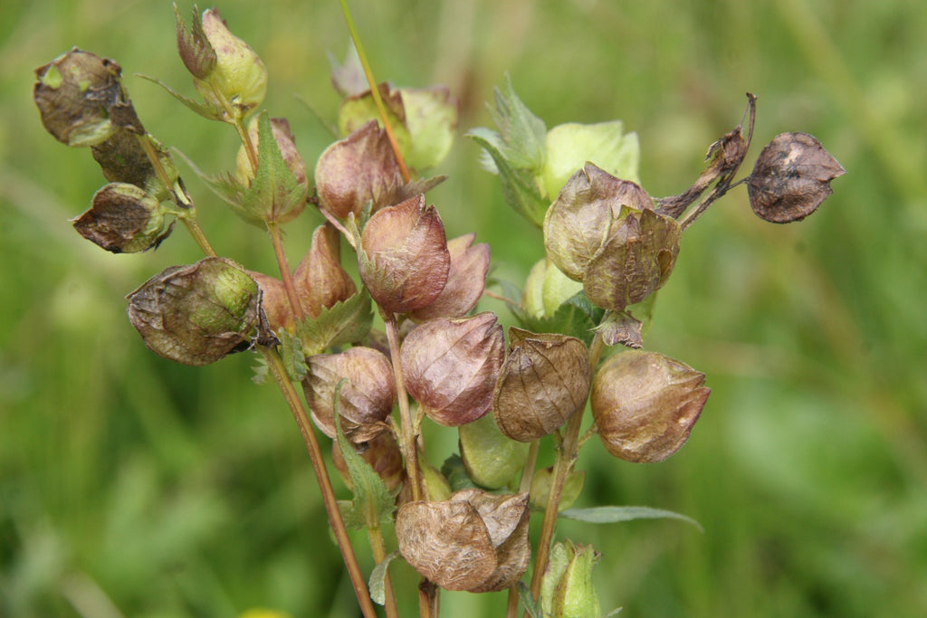 Yellow Rattle - (Rhinanthus minor) Wildflower Open Pollinated Wildflow ...