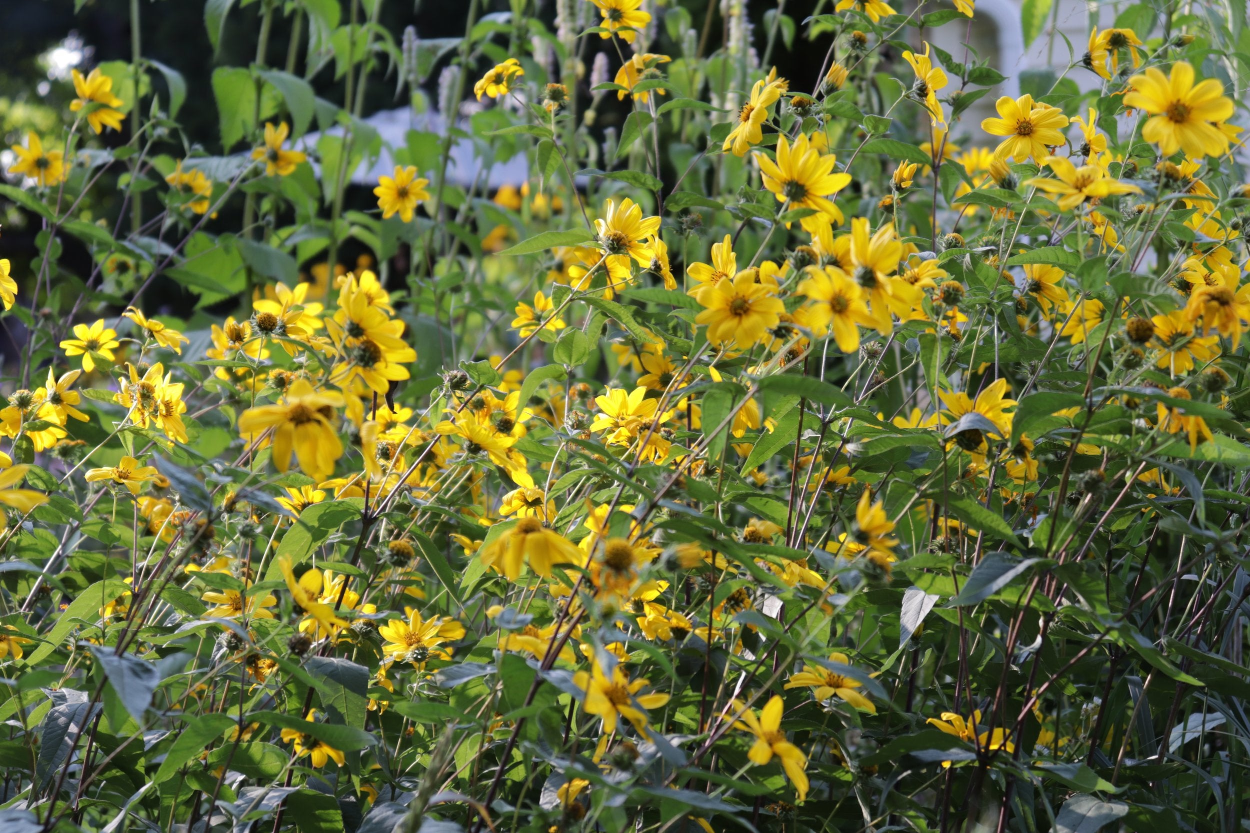 v rising flower seeds Yellow Wildflower Mix- Grand Rising Sunshine Small Batch Yellow Wildfl – Bumbleseeds